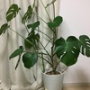 おススメ！育てやすい観葉植物！