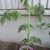 ミニトマトとゴーヤの苗の植え付け