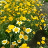 今が旬(しゅん)の花