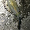 爆風エギング　シャロータイプがお好き？（ポイントC-8）