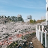 SAKURA Walk -MIDTOWN BLOSSOM 2025- / Art&Architecture＃526
