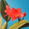 Cattleya cernua