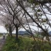 花見サイクリング　往復約20km