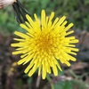 ノゲシの花