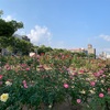 広島県福山市　バラ公園の秋バラ♪