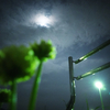 記録写真#544 月夜の白詰草