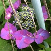 早番2と紫の花