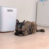 おしょばにいるわよっ。