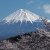 今日の富士山 桜　4月3日 （２）