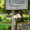 9月も植物園 Ⅲ