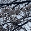 曇り空の桜