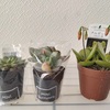 【気になる多肉植物】ついつい…