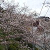 桜　千光寺