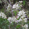 草が萌え花が悲鳴を上げている