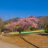  筑波山の河津桜～つくば市とその周辺の風景写真案内（１２４４） 