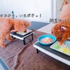 今日の朝ごはんと、手作りごはんの量について♪