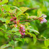 雨の紫陽花撮り①