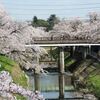 約1200本の桜が乱れ咲き！百十郎桜の並木道　新境川堤　岐阜県各務ヶ原市
