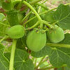 Jatropha