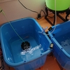 順調に金魚のヒーターを撤去中