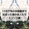 11月下旬の手稲散歩で出会った森の住人たち－エゾリス編－