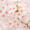 マクロで撮る桜