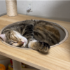 クーラーの前で涼む愛猫たち♪