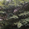 Dendropanax trifidus　カクレミノ