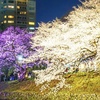 美しい「2色の夜桜」見ごろ迎える　福岡・舞鶴公園のライトアップが幻想的