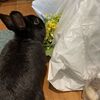 謎めく古文書が気になるうさぎの飼い主