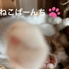 ねこねこの、ぱーんち！