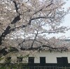 桜舞う福岡の旅 2