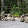 一生に一度は行きたい屋久島の旅　～おまけ編