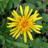 (243) Taraxacum officinale