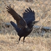 懲りずに鳥を撮りに行ったので自慢させて欲しい