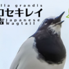 セグロセキレイの鳴き声【野鳥図鑑・鳴き声図鑑】Motacilla grandis　Japanese Wagtail