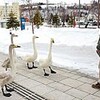 市民の人気者　市街地にオオハクチョウ　