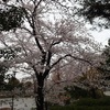 桜がとても綺麗です🌸