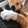 猫の換毛期 手袋型vs毛すき型