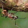 Polyrhachis bihamata