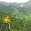 白馬岳　　　その４　　　　白馬岳の花