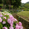 京都・紫陽花めぐり