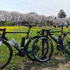 幸手権現堂桜堤でお花見と、渡良瀬遊水地（谷中湖）サイクリング