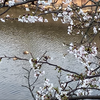 つがいの真鴨と桜20260