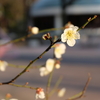 名城公園の梅