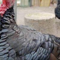 シチメンチョウのいる動物園は 飼育展示動物園とシチメンチョウ情報まとめ アリエスコム Ariescom シチメンチョウのいる動物園は 飼育展示動物園とシチメンチョウ情報まとめ アリエスコム Ariescom