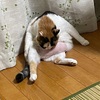 調理師試験と猫のテリトリー争い