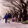 花散らしの雨・・