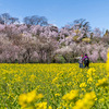 福島の桃源郷・花見山と生花の里，2025年春