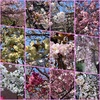 造幣局桜の通り抜け